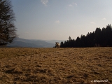 Ânes dans un pré, à Vainpré près de Chèvre-Roche